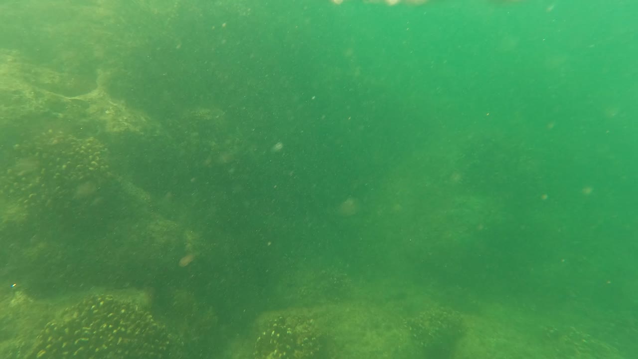 Green underwater reef view with hazy water and rocks below.