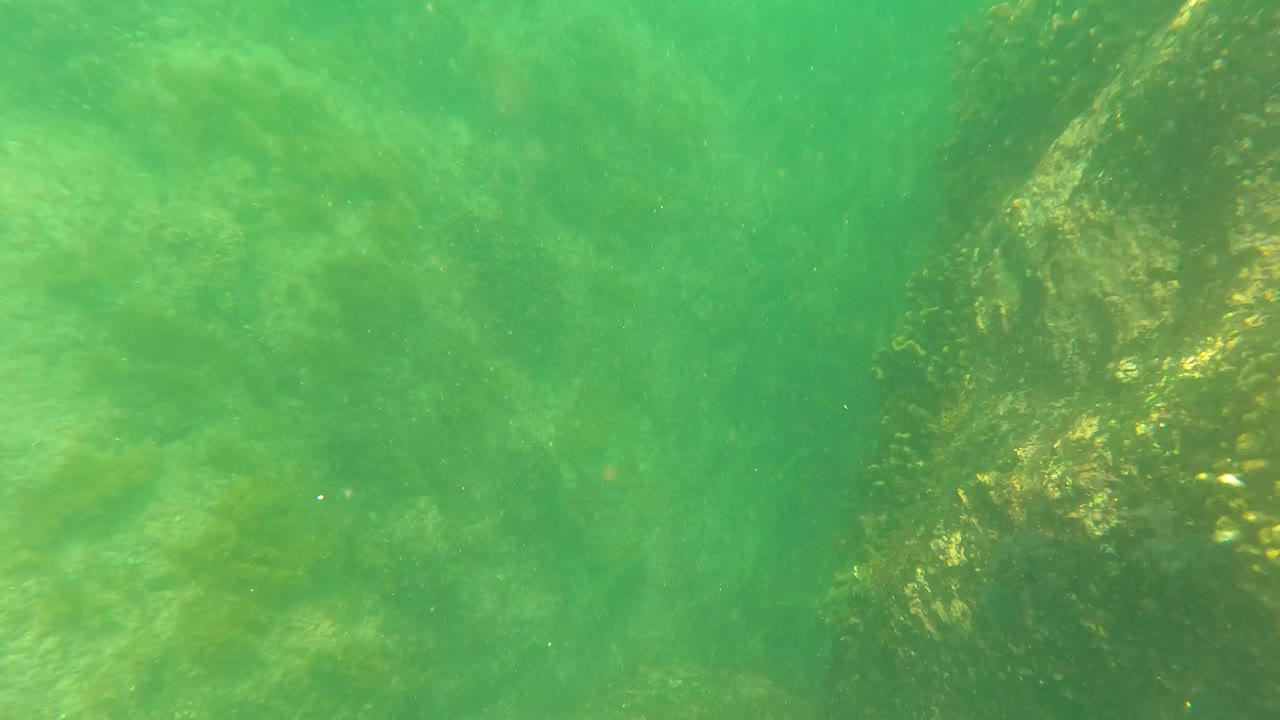 Green underwater view of rocks and suspended particles