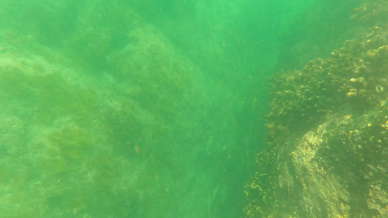A darker rock mass with marine growth sits near the center of the San Jose Del Cabo underwater frame, with green water and no visible people.