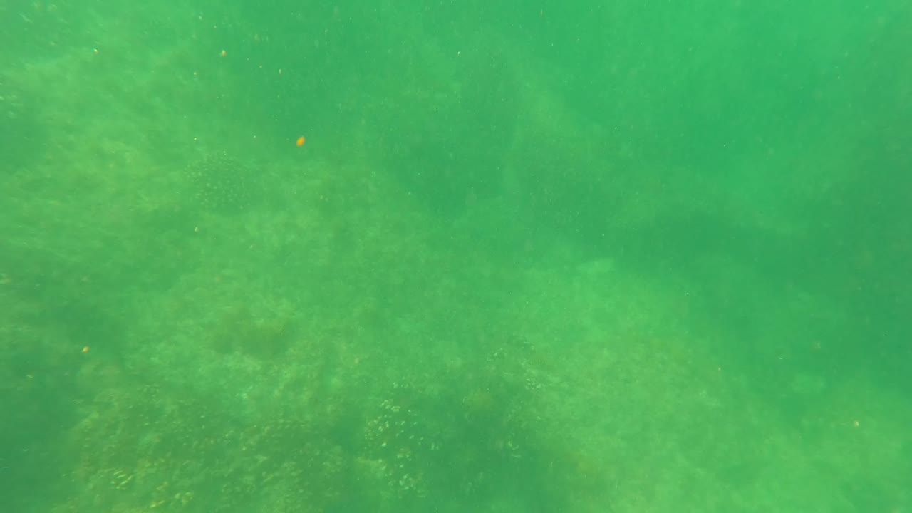 Murky green water in San Jose Del Cabo with darker rocky forms below the surface haze and no visible people.