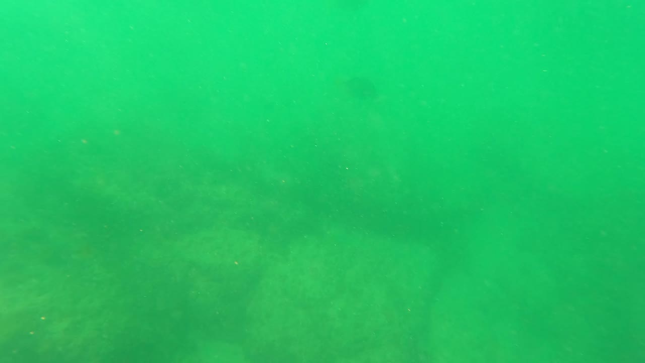 Green underwater view with faint rocky seabed