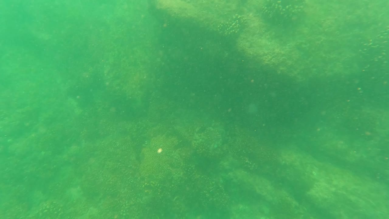 Green underwater view of algae-covered rocks on the seabed