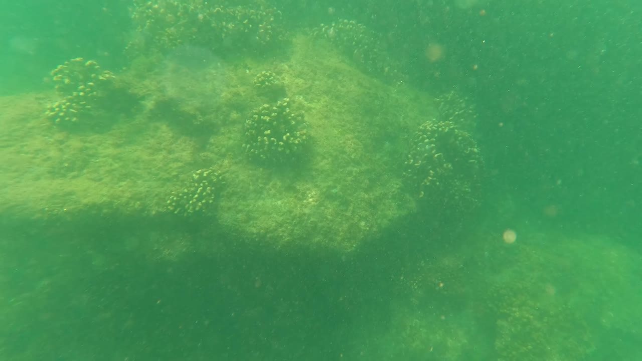 San Jose del Cabo underwater frame with a broad pale rock, patchy algae, green water haze, and no visible people.
