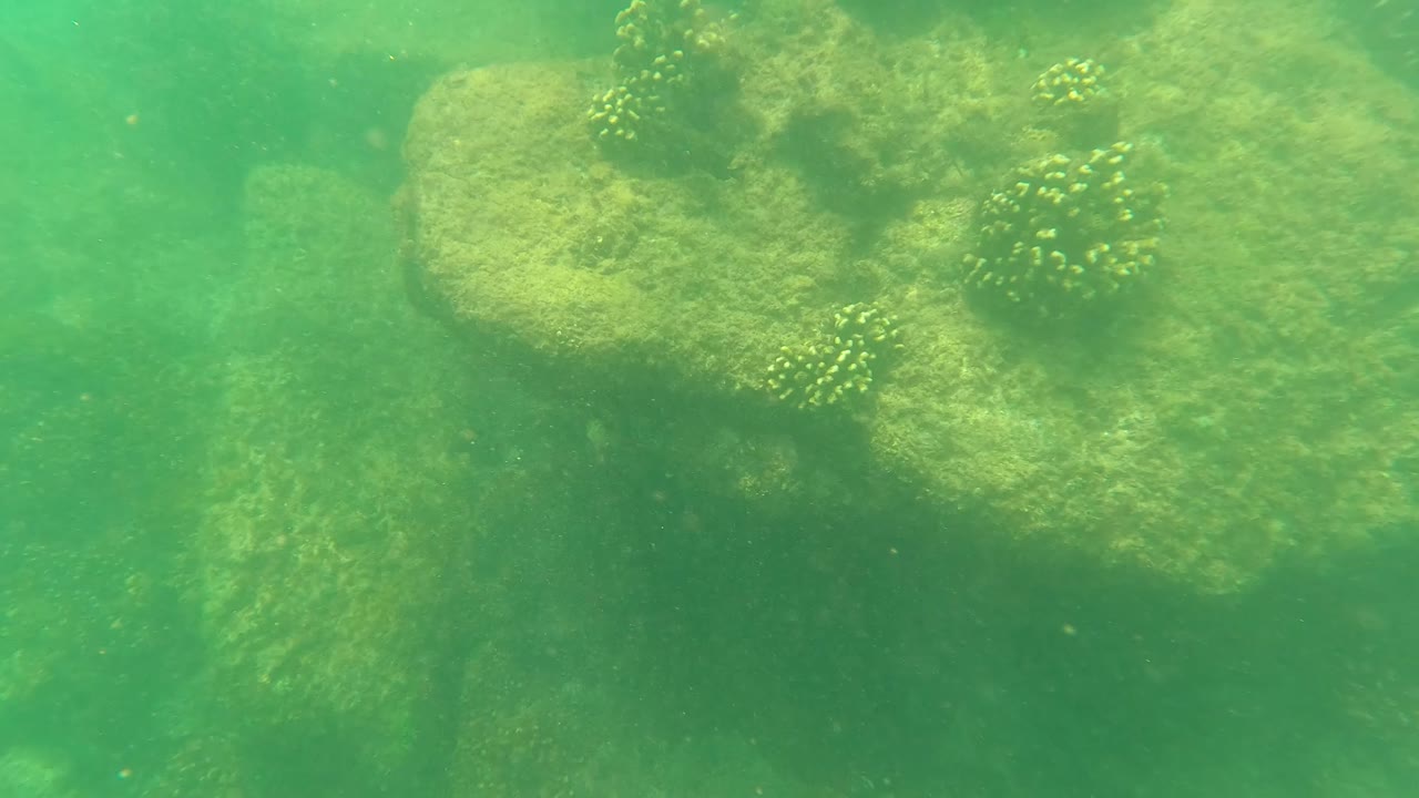 Large rounded rocks with marine growth appear through green water in San Jose del Cabo, with particles in the water and no visible people.