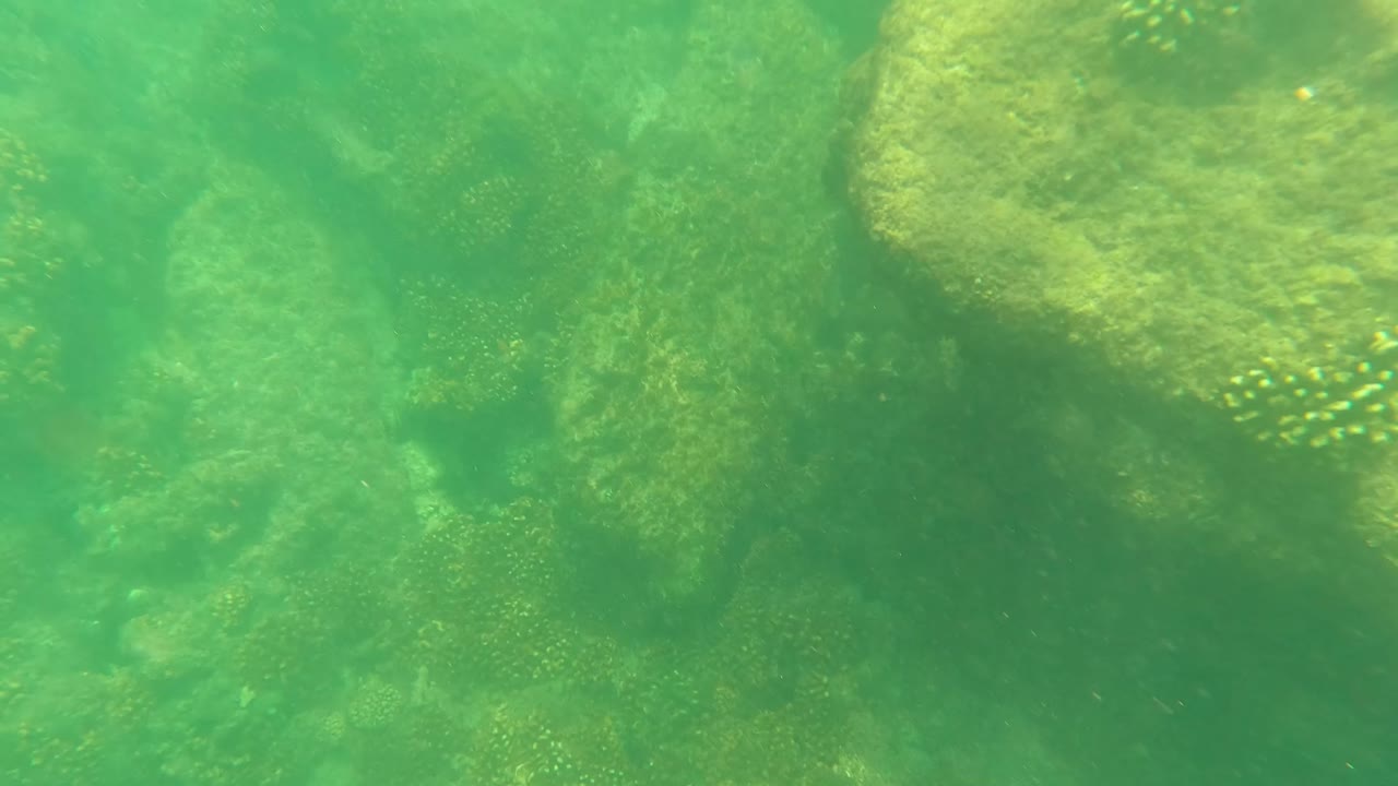 San Jose del Cabo seabed frame showing an algae-covered rock ledge, darker rock below, green water, and no visible people.