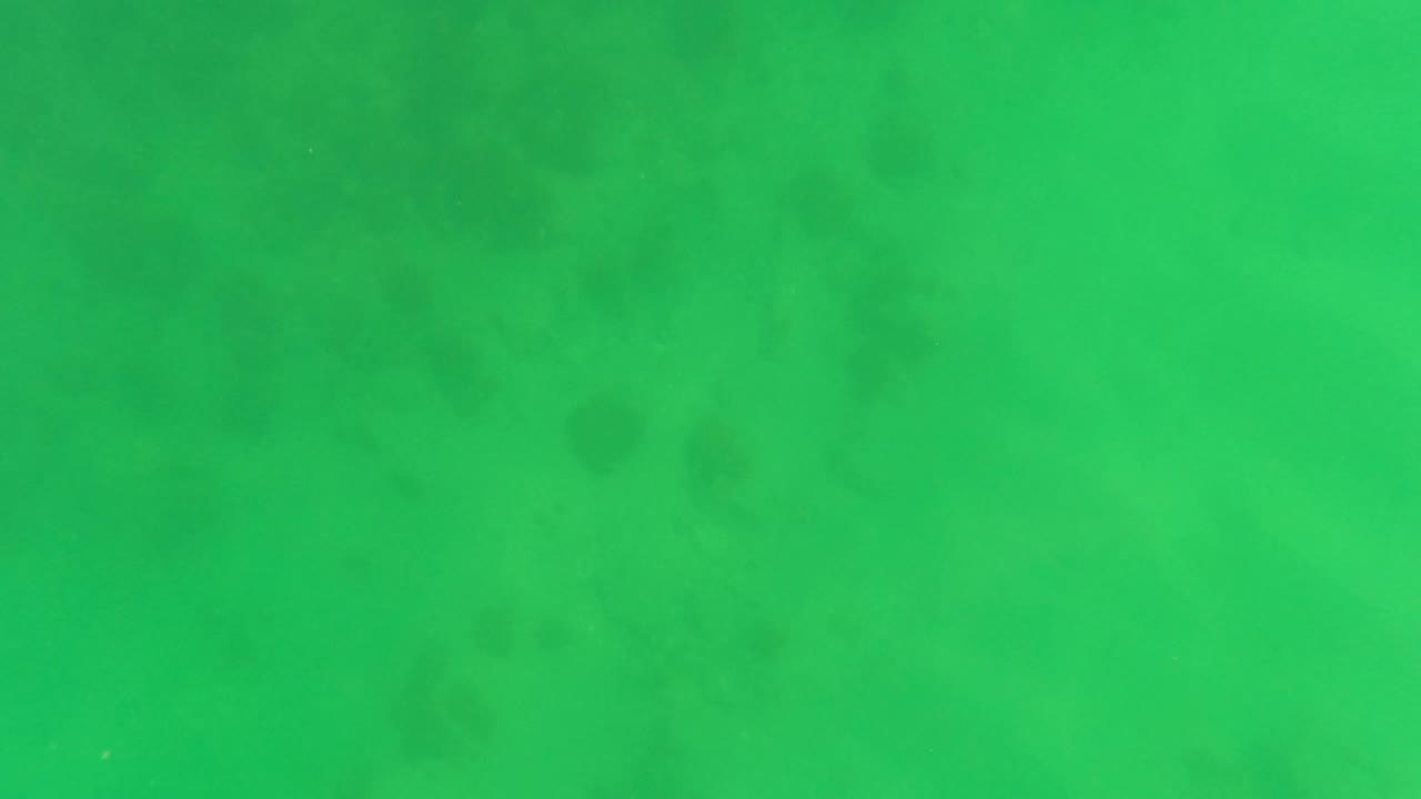 Green underwater scene from San Jose Del Cabo, Mexico, showing faint suspended haze across the frame and no visible people.