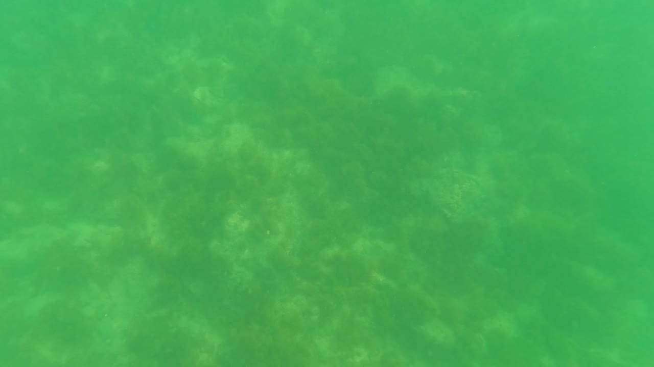 Green submerged water softens the view of the rocky San Jose del Cabo seabed, with no visible people or built objects.