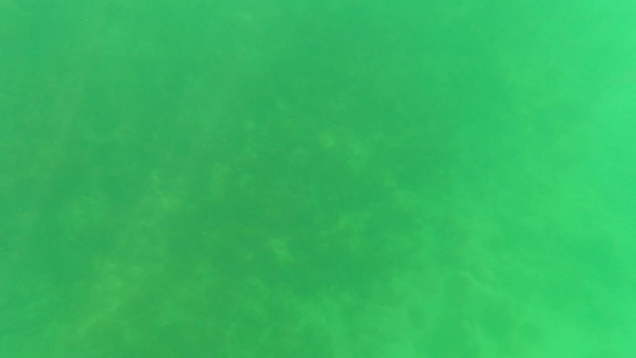 Green underwater seabed with algae-like marine growth