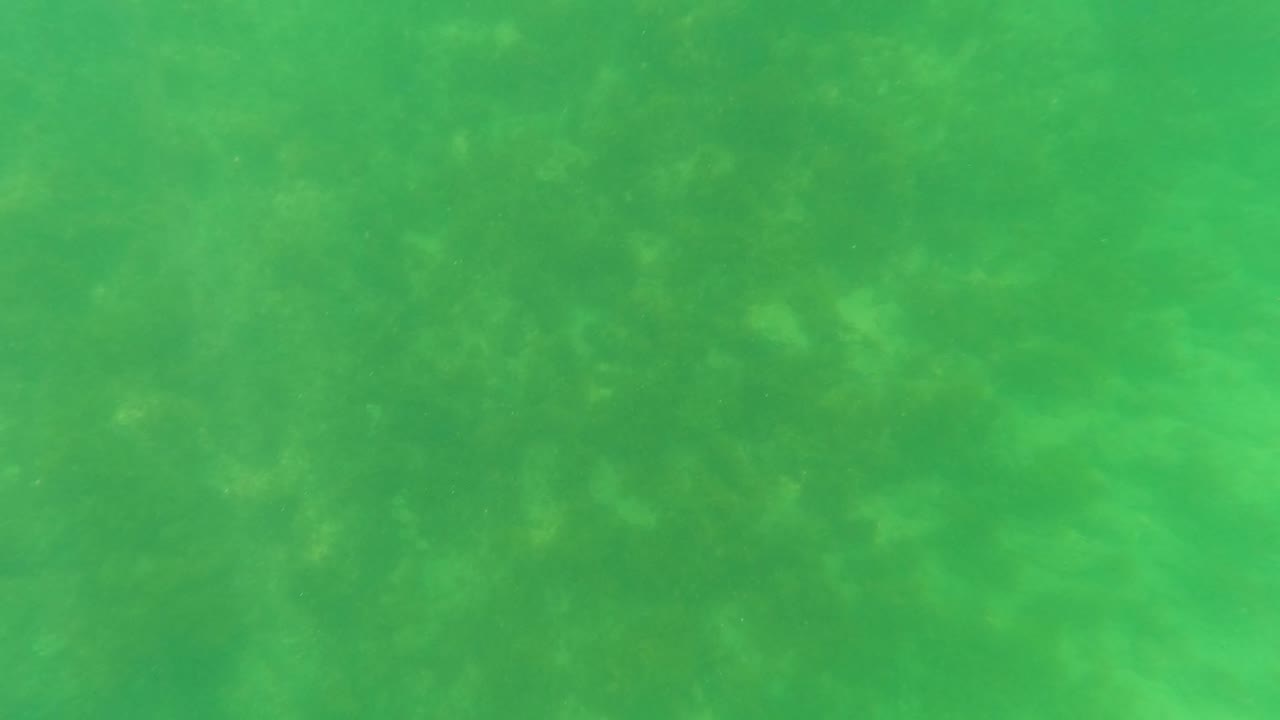 Third-second frame shows the San Jose del Cabo seabed under green water haze, with low-contrast algae and marine vegetation detail and no visible people.