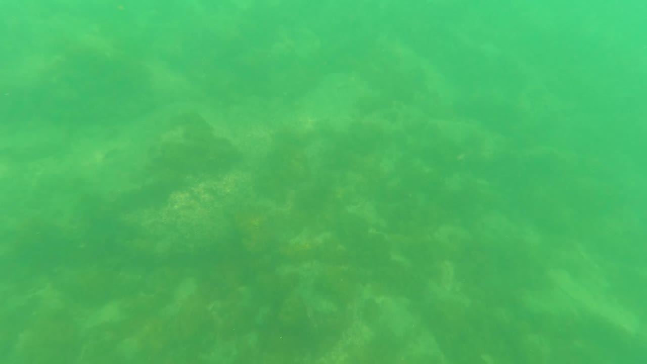 Green underwater view in San Jose Del Cabo, Mexico, looking down at a hazy rocky seabed with algae and no visible people.
