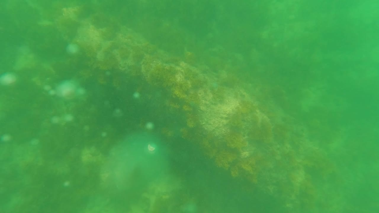 Underwater in San Jose del Cabo, algae-covered rock or structure appears along the right side through green water, with no visible people.