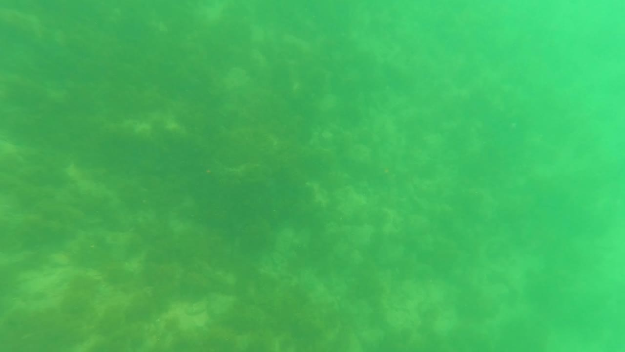 Green underwater view in San Jose del Cabo with coral-like seabed forms softened by suspended haze, no visible people.