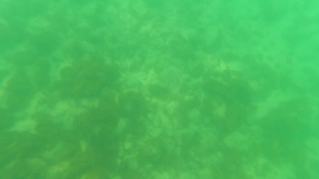 Green-tinged underwater view in San Jose del Cabo with a hazy rocky seabed and marine growth visible through clear water, no visible people.