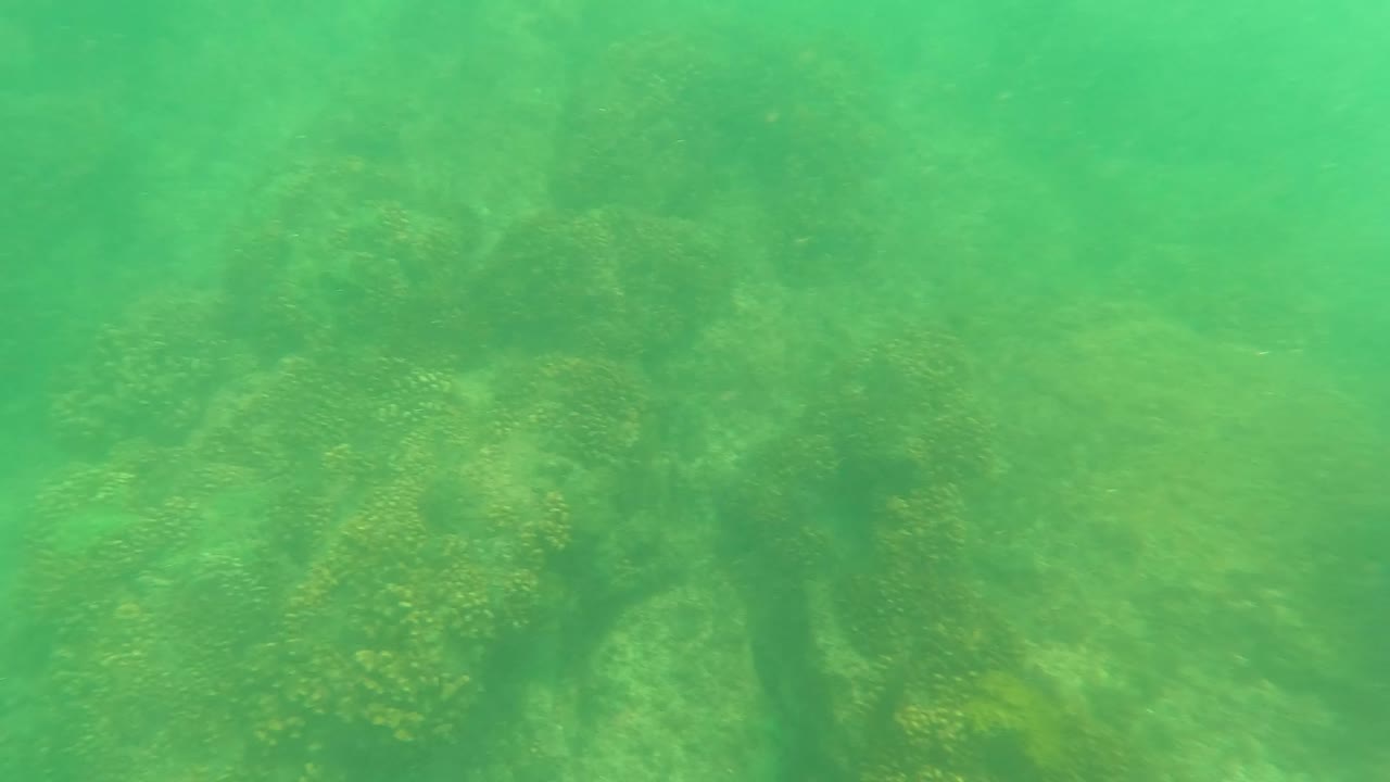 Coral clusters sit on rounded rocks in green underwater light near San Jose del Cabo, with hazy water and no visible people.