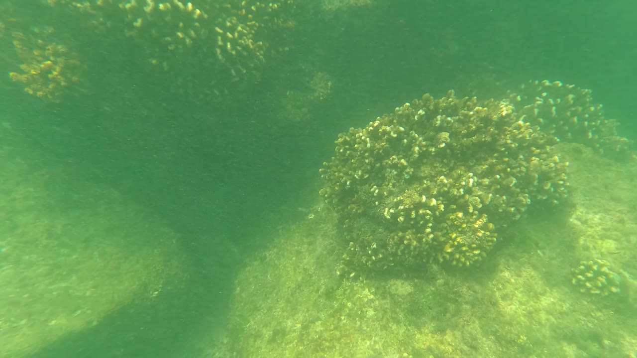 A brighter coral-covered rock sits in the center of the San Jose del Cabo underwater scene, with the background fading into green water and no visible people.