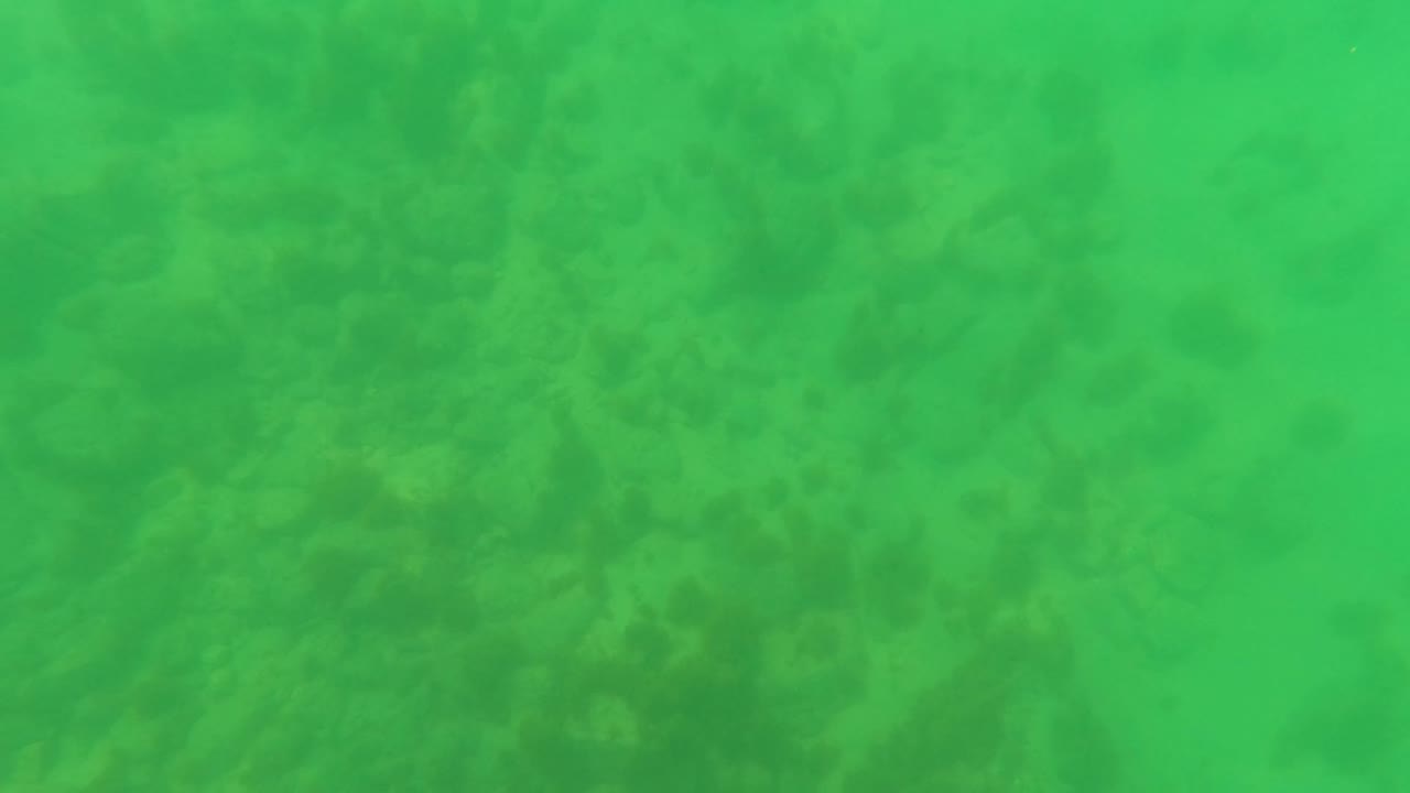 Green underwater view of sandy seabed and dark seaweed patches.