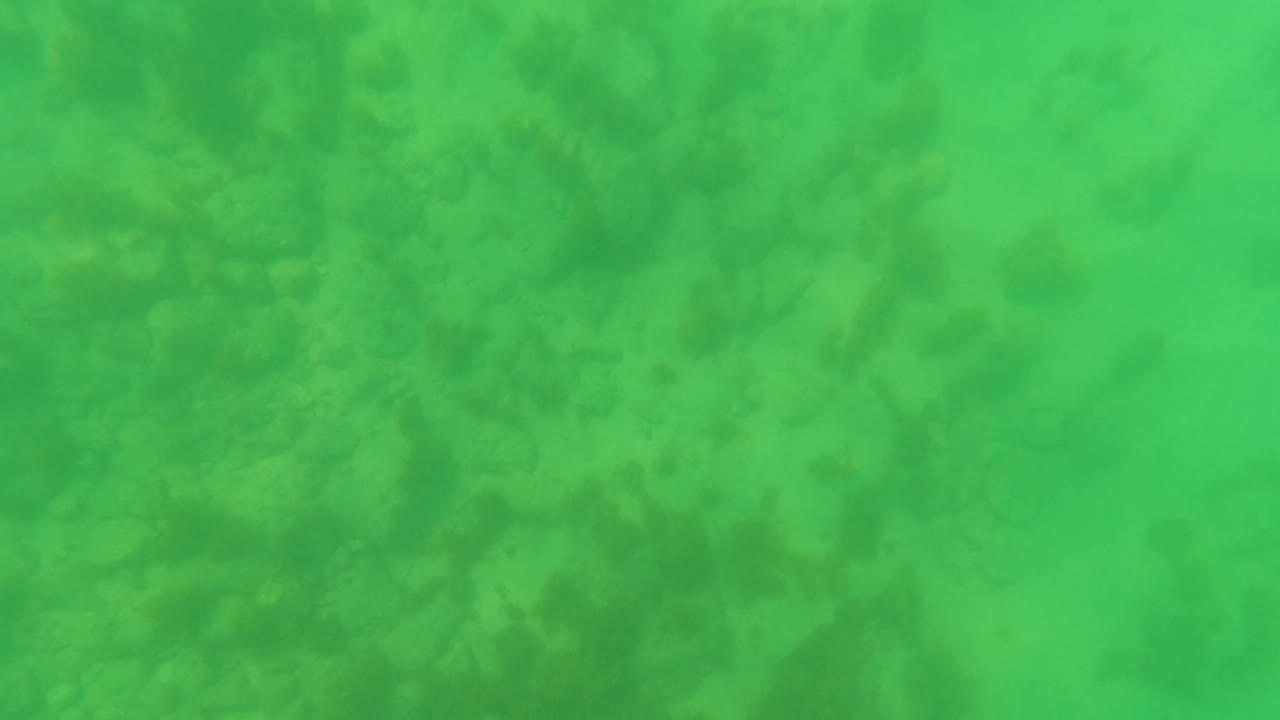 A San Jose Del Cabo underwater view holds on the sandy bottom, where muted green water and darker seabed growth fill the frame with no visible people.