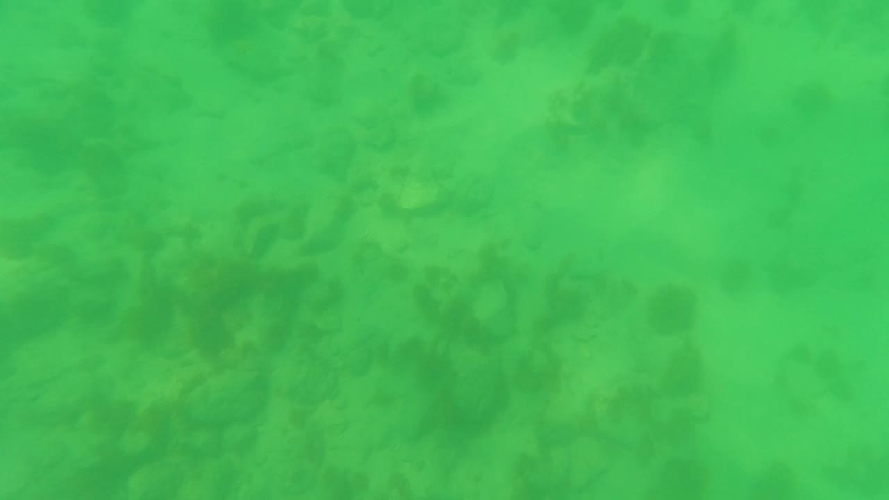 The frame shows the San Jose Del Cabo seabed through green water, with mottled sand and darker plant-like patches across the bottom and no visible people.