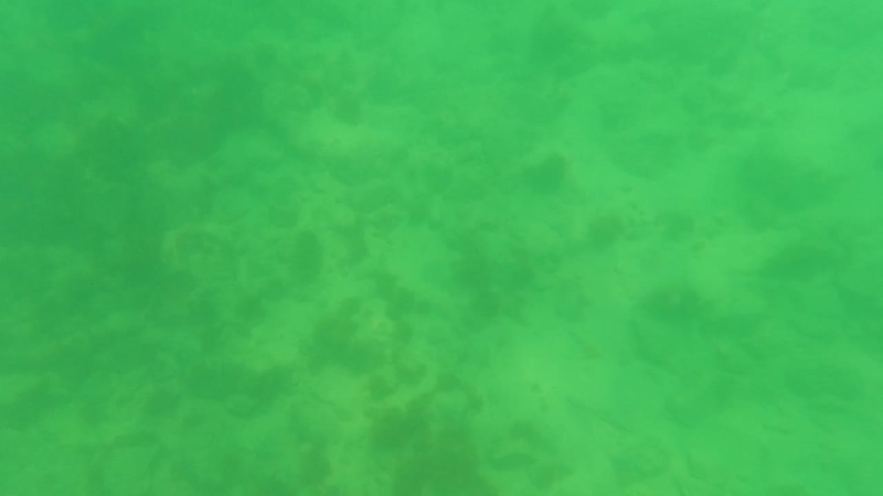 Midway through the clip, the San Jose Del Cabo seabed remains the full frame, with green water, sandy bottom, scattered dark vegetation, and no visible people.