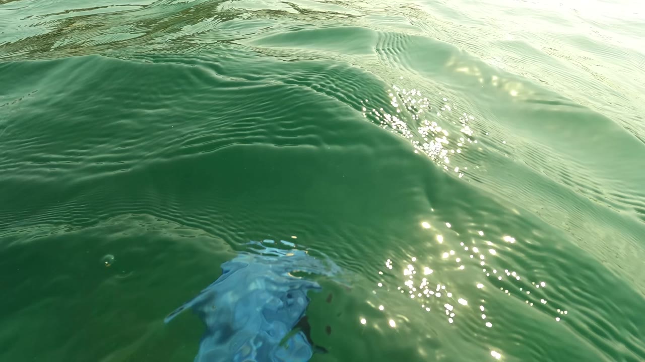 Sunlit ocean ripples with a blue jellyfish near the lower edge