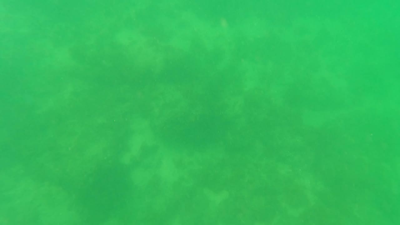 Green underwater frame in San Jose Del Cabo, Mexico, showing darker rocky patches across the seabed under hazy shallow water and no visible people.