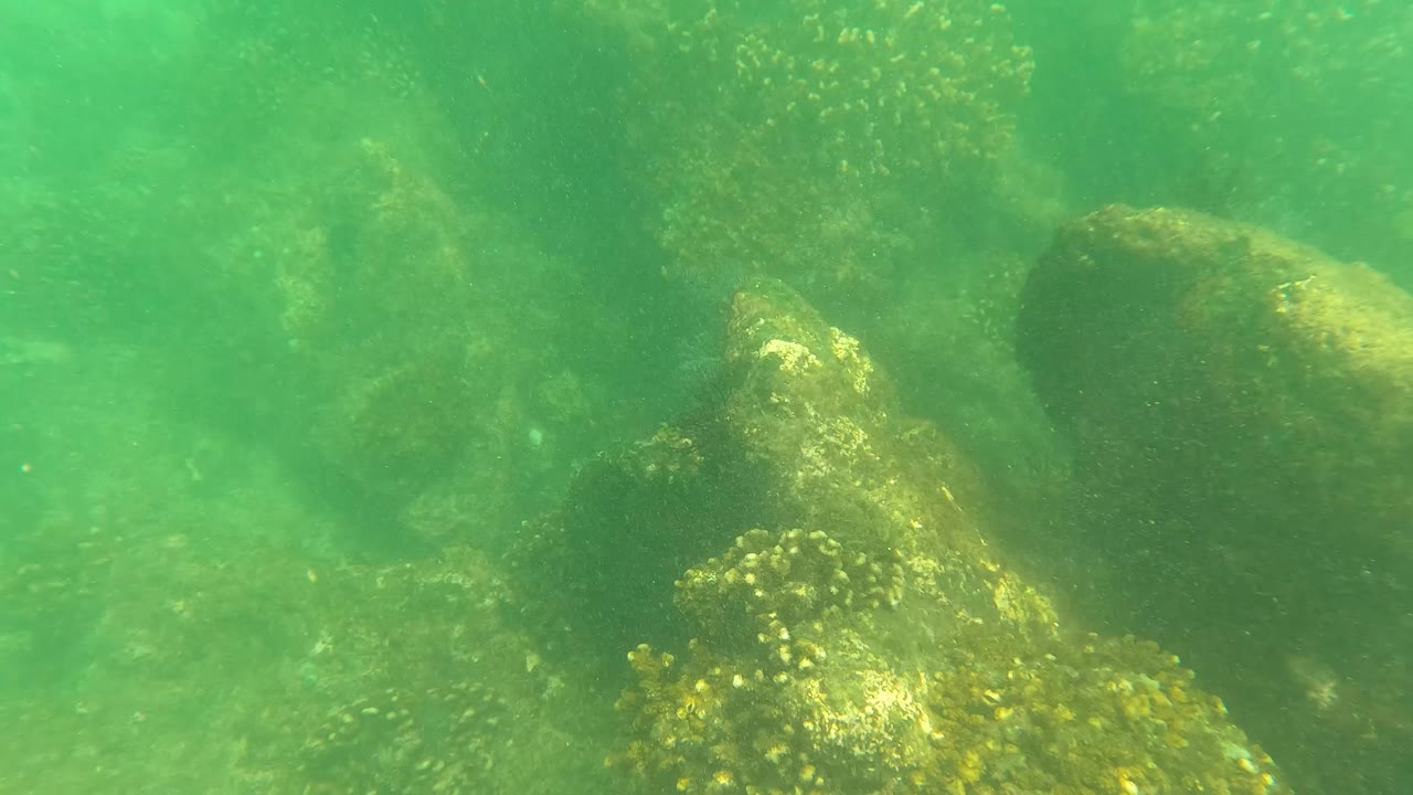 Underwater rocks and yellow-green marine growth in San Jose del Cabo, Mexico, seen through green water with no visible people.