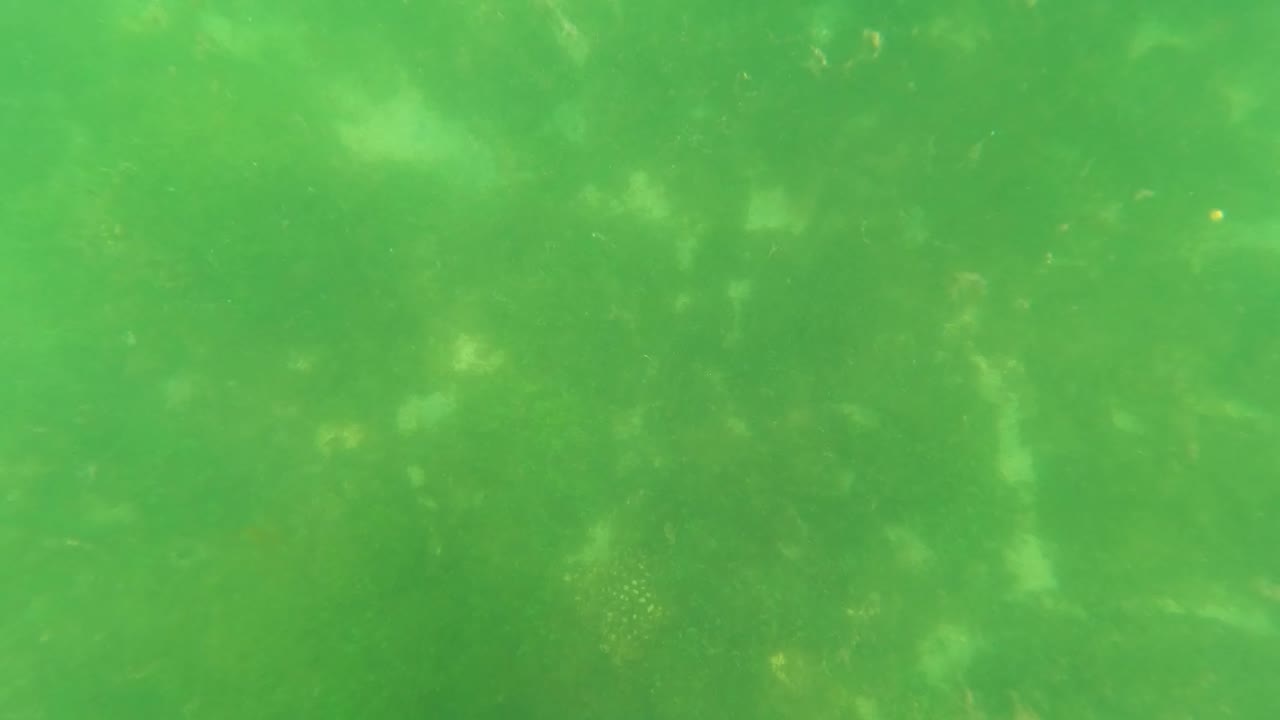 Opening frame of green-tinted underwater vegetation and floating particles in San Jose del Cabo, Mexico, with no visible people.