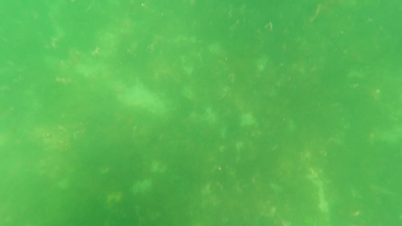 Green water with cloudy light patches over submerged vegetation.