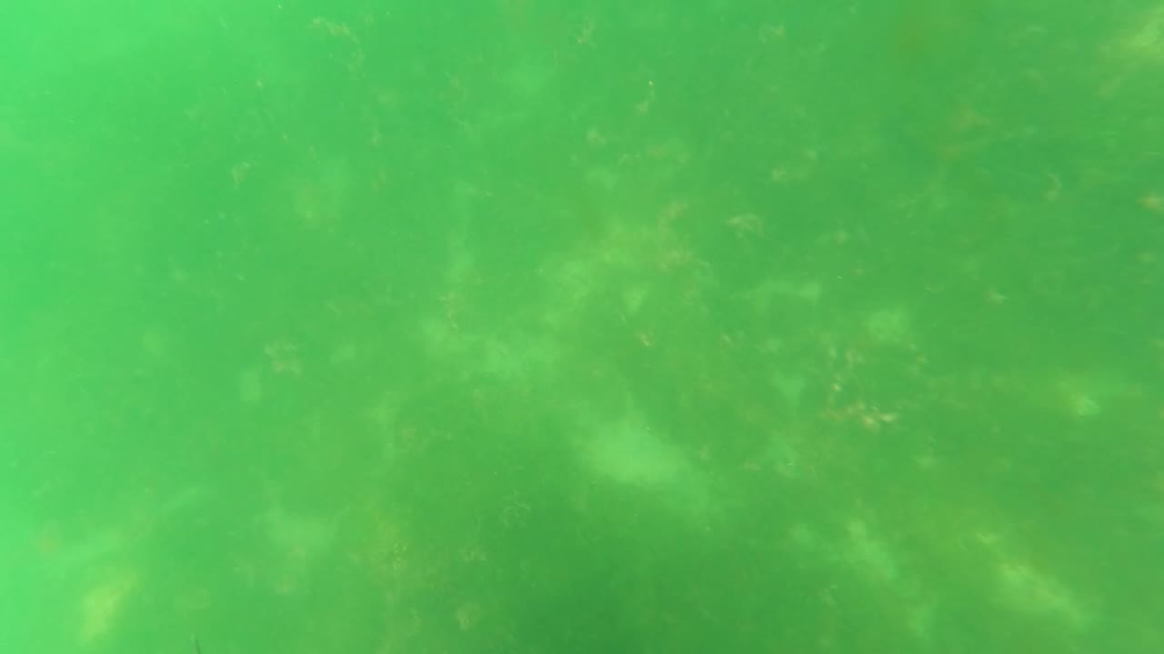 Mid-clip underwater view from San Jose del Cabo where faint bottom vegetation sits behind suspended particles, with no visible people.
