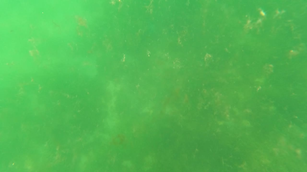 Green underwater view in San Jose Del Cabo with suspended particles, faint seabed detail, and no visible people at the start of the clip.