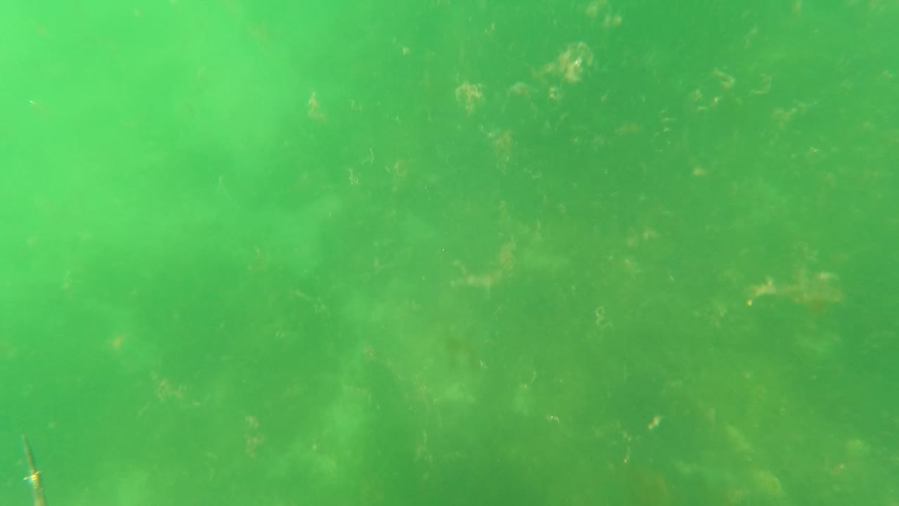 Murky green water in San Jose Del Cabo with floating particles and a small spear tip beginning to appear near the lower center, with no visible people.