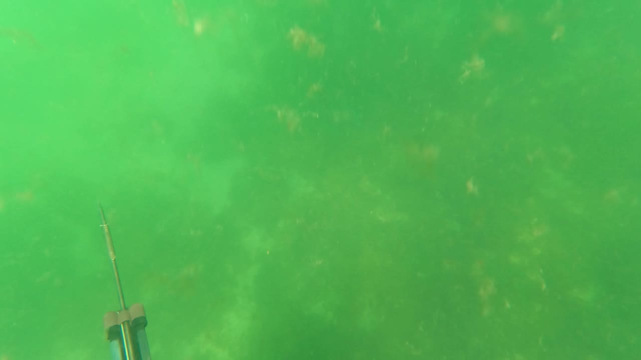 Green underwater scene in San Jose Del Cabo with the spear gun barrel rising from the lower right against cloudy water and suspended particles, with no visible people.