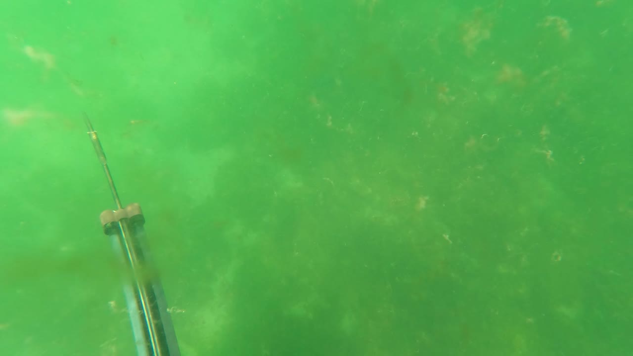 Spear gun along the lower left edge in cloudy green underwater conditions.