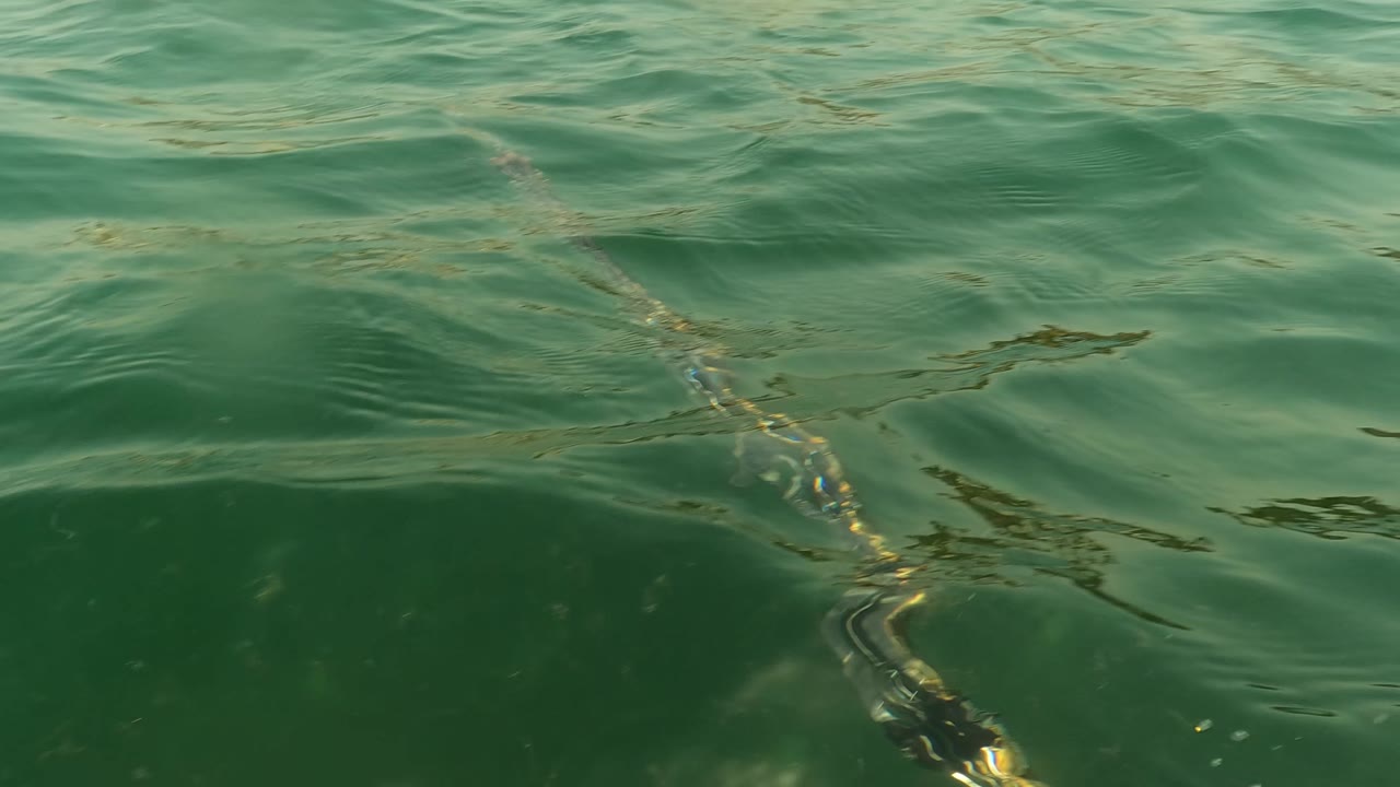 Rippled water surface in San Jose Del Cabo with green reflections, a faint line of floating debris, and no visible people.