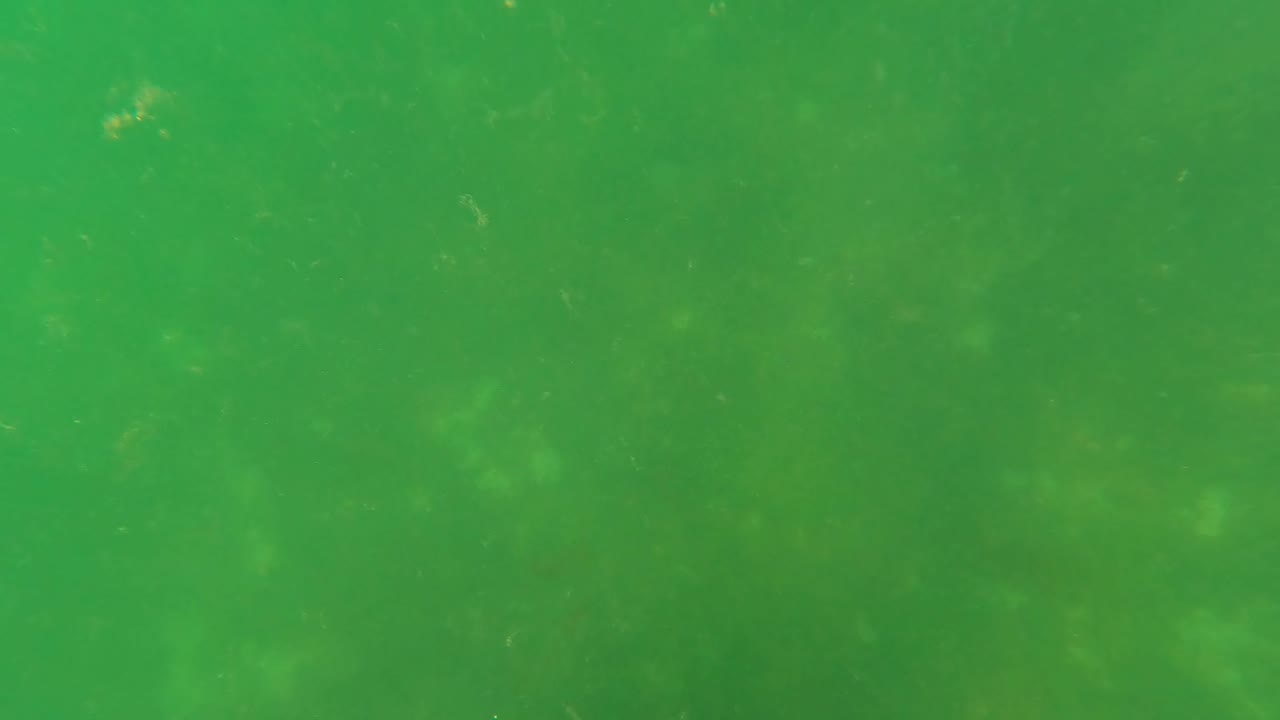 Green underwater water column in San Jose Del Cabo with suspended particles, hazy light patches, and no visible people.