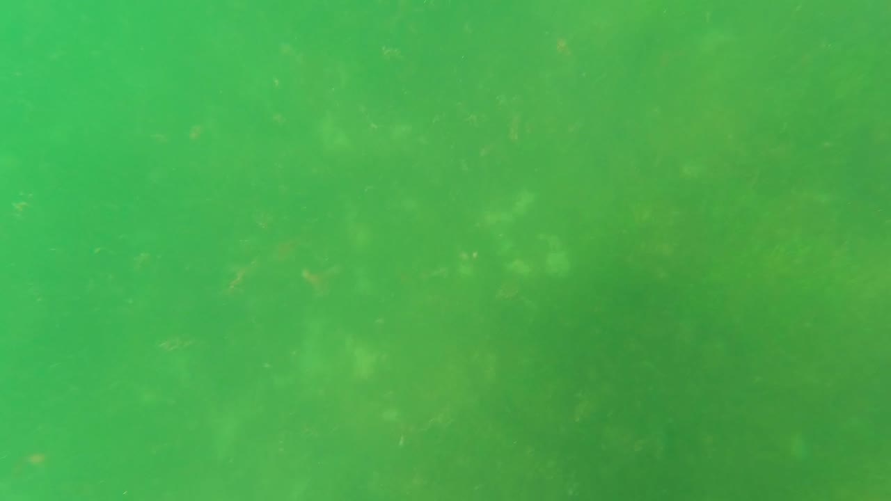 Diffuse green underwater view in San Jose Del Cabo with fine floating particles spread across the frame and no visible people.