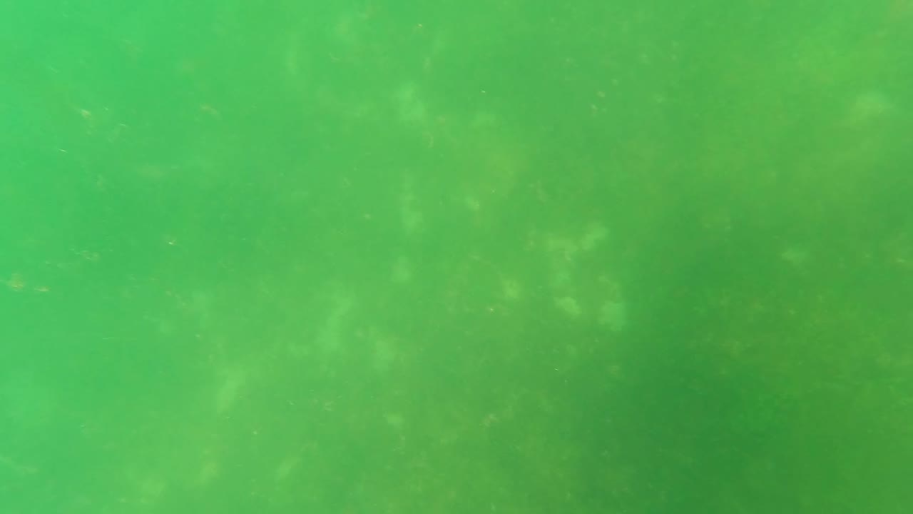Brighter green underwater frame with cloudy suspended material