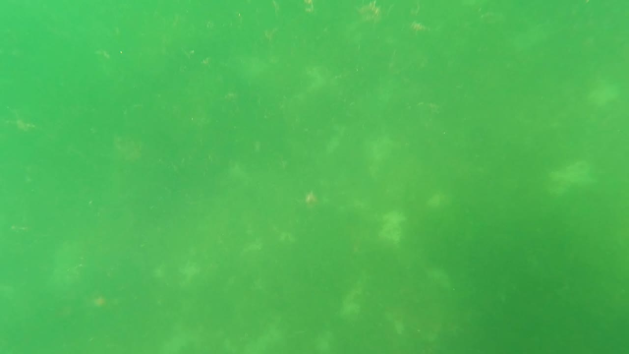 Murky green underwater view with suspended particles