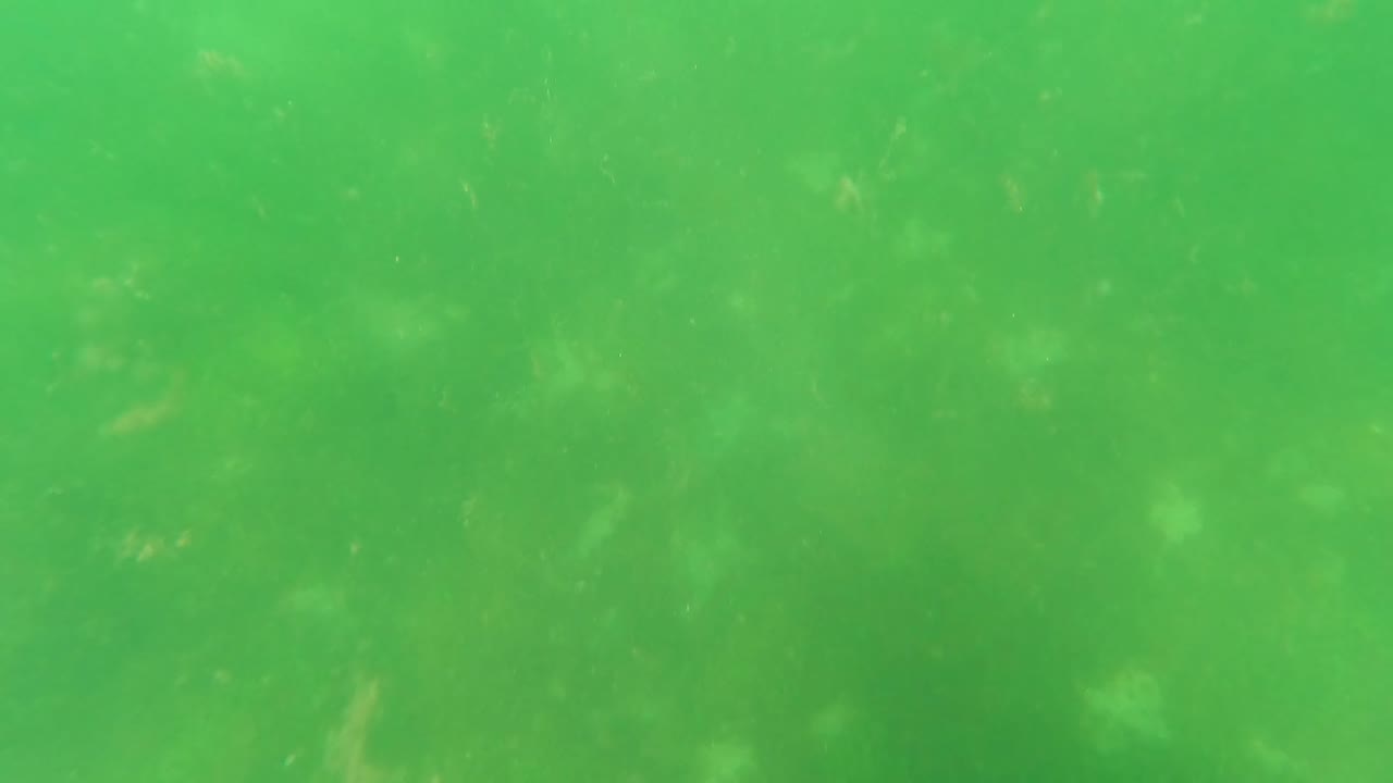 Green underwater haze in San Jose del Cabo with scattered pale particles suspended across the frame and no visible people.