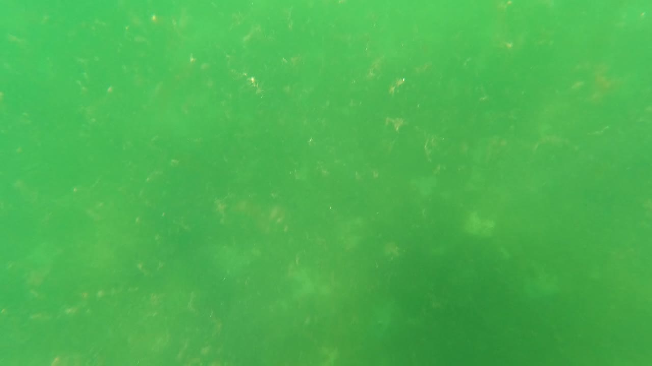 Cloudy green seawater in San Jose del Cabo with fine particle specks and muted darker water patches, with no visible people.
