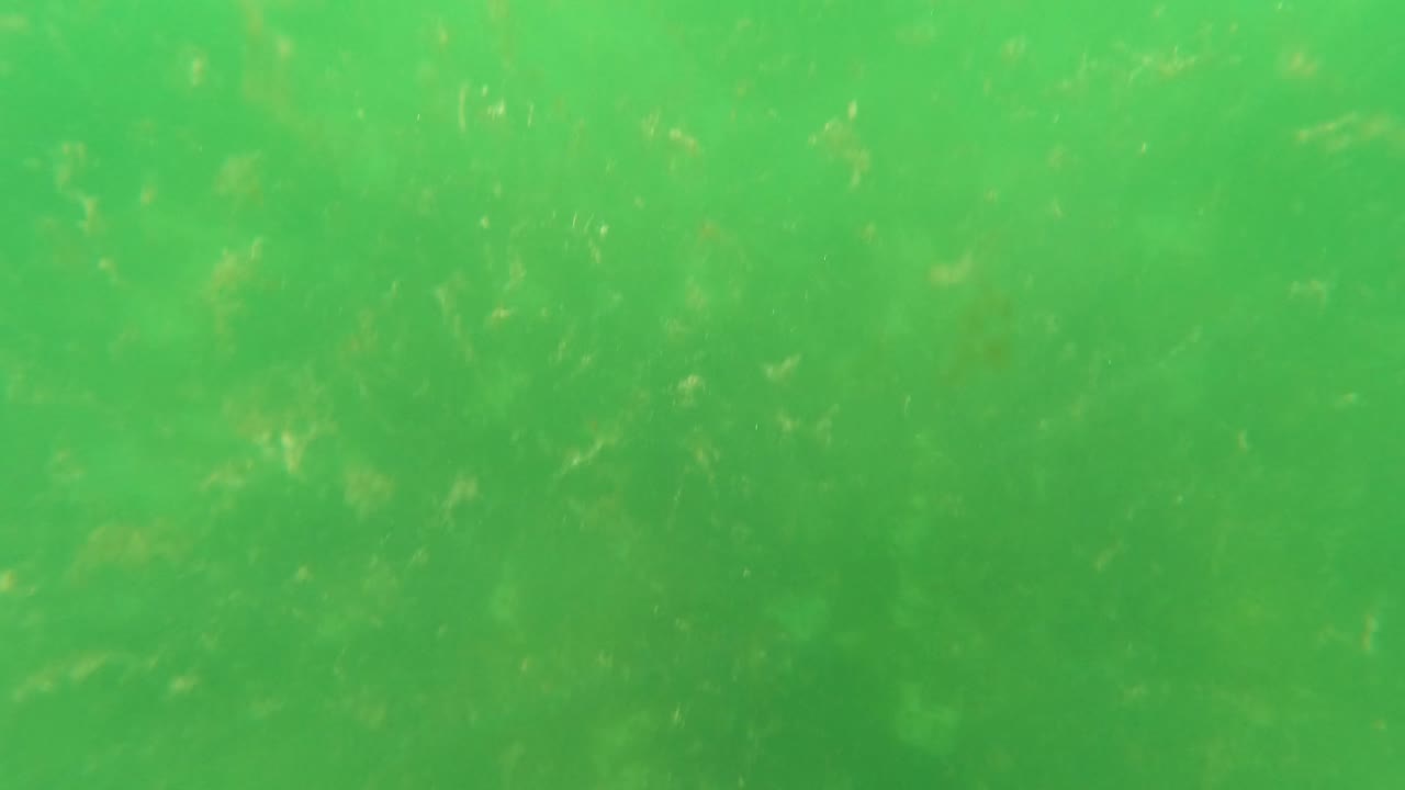 Murky green underwater view in San Jose del Cabo with more visible pale flecks in the water column and no visible people.