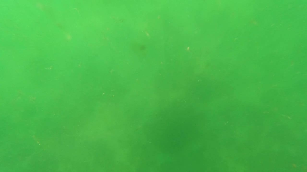 Green underwater water in San Jose Del Cabo with faint drifting debris and a darker soft patch through the middle, with no visible people.