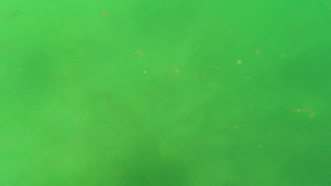 Green-tinted underwater scene in San Jose Del Cabo with more visible hazy sediment bands and no visible people or objects.