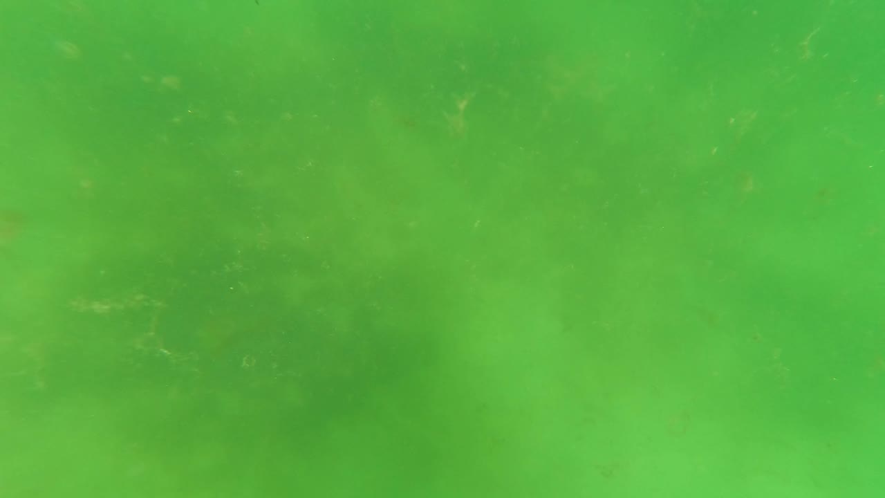 Murky green underwater frame from San Jose Del Cabo with suspended particles, faint darker patches below, and no visible people.