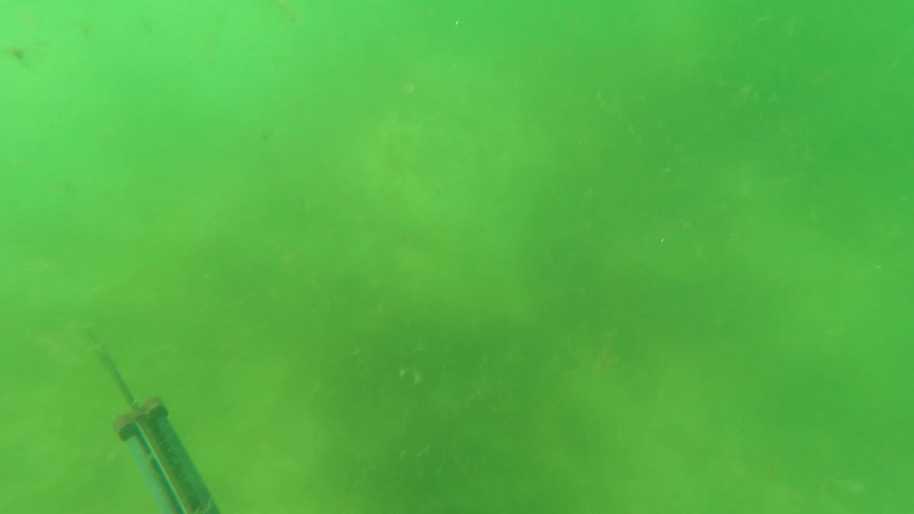The spear shaft is partly visible along the lower left edge of a murky green underwater frame from San Jose Del Cabo, with no visible people.