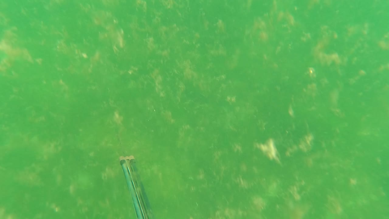 Spearfishing gun at lower left in green murky water