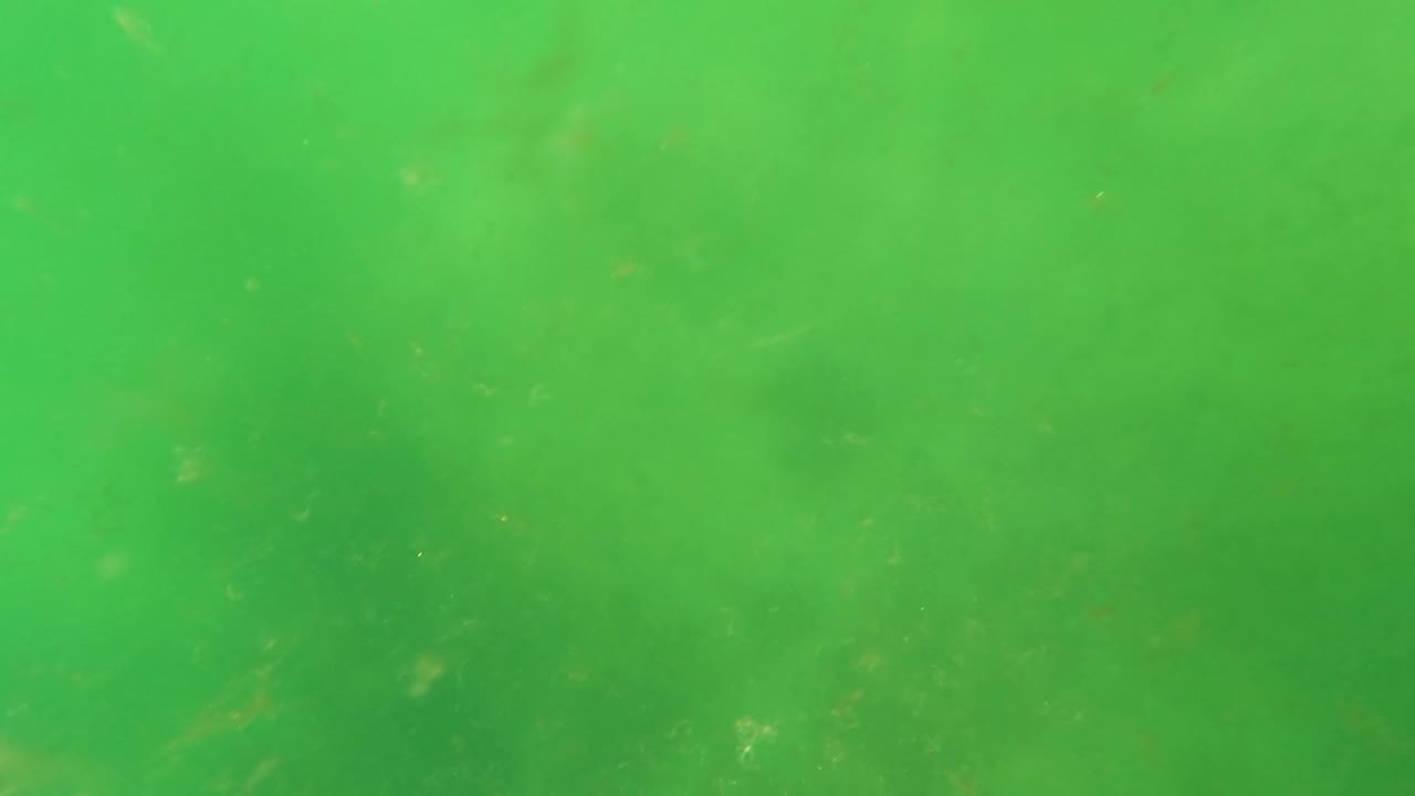 Green underwater water column in San Jose Del Cabo with faint suspended algae and small debris near the start of the clip, no visible people.
