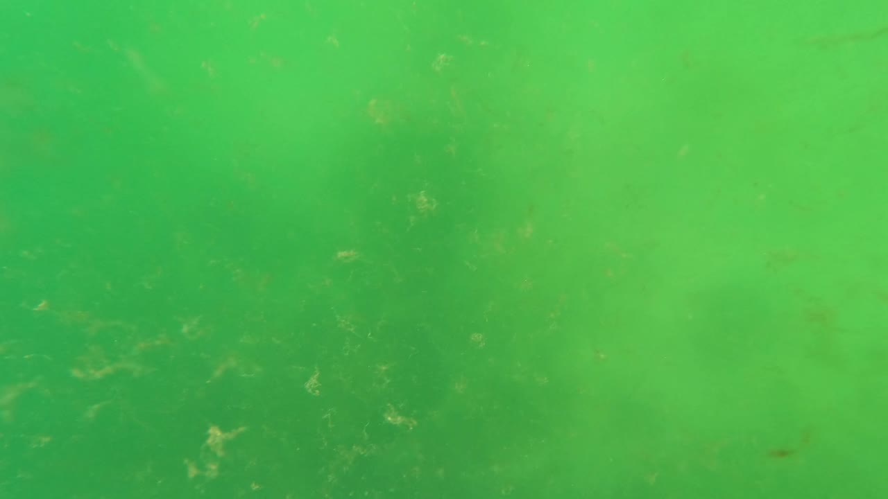 Cloudy green water with tiny floating particles.