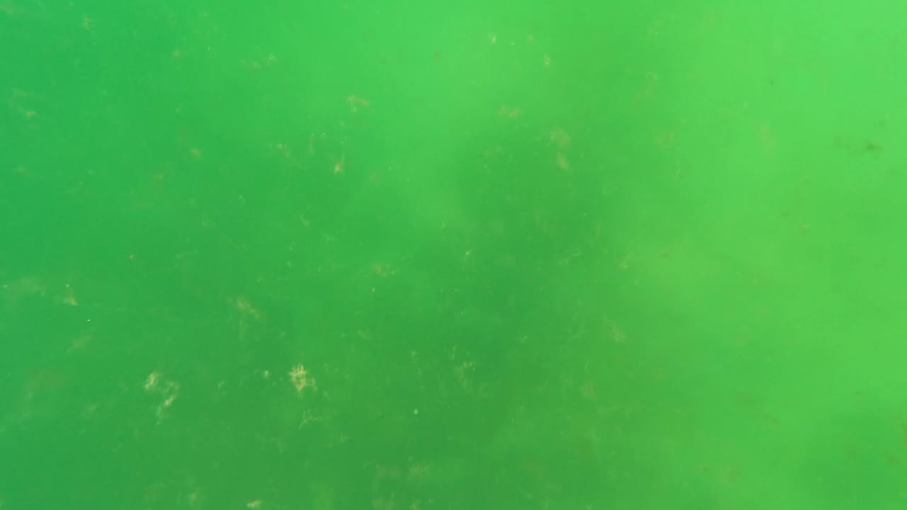 Green underwater haze in San Jose Del Cabo with small pieces of organic debris visible against a soft, featureless background, no visible people.