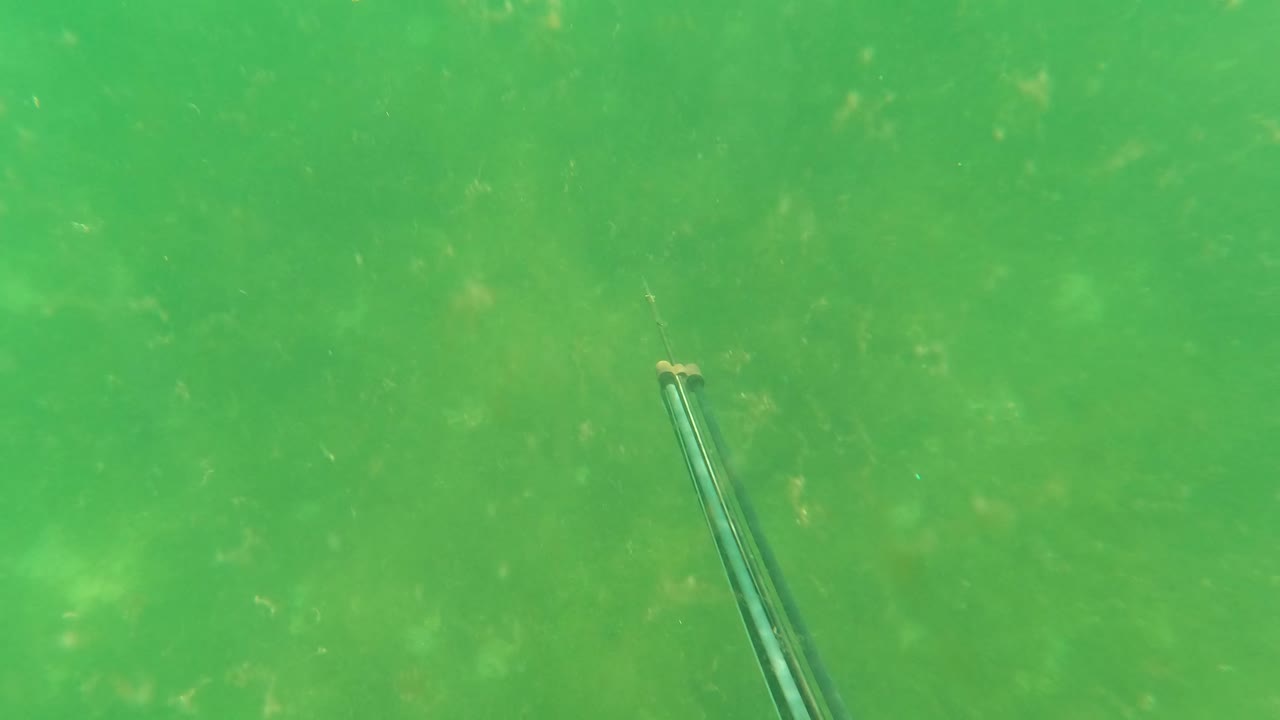 Green underwater view with a spearfishing rod near the lower left.